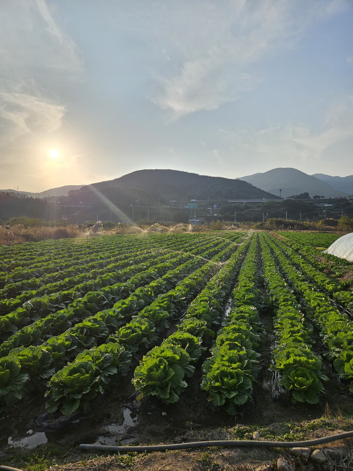 해 질 무렵 산 아래 펼쳐진 배추밭
