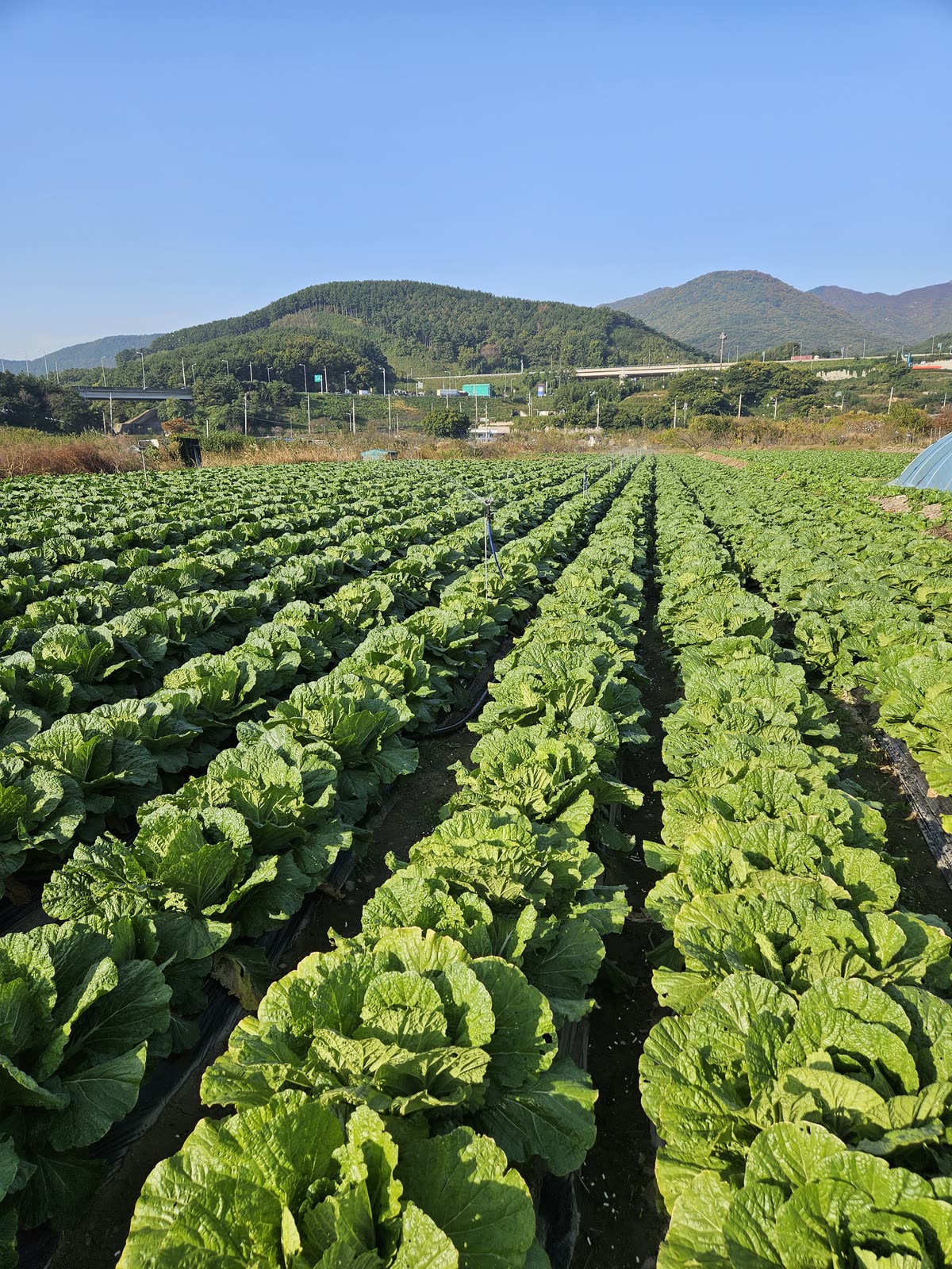 산을 배경으로 이랑마다 자란 배추밭